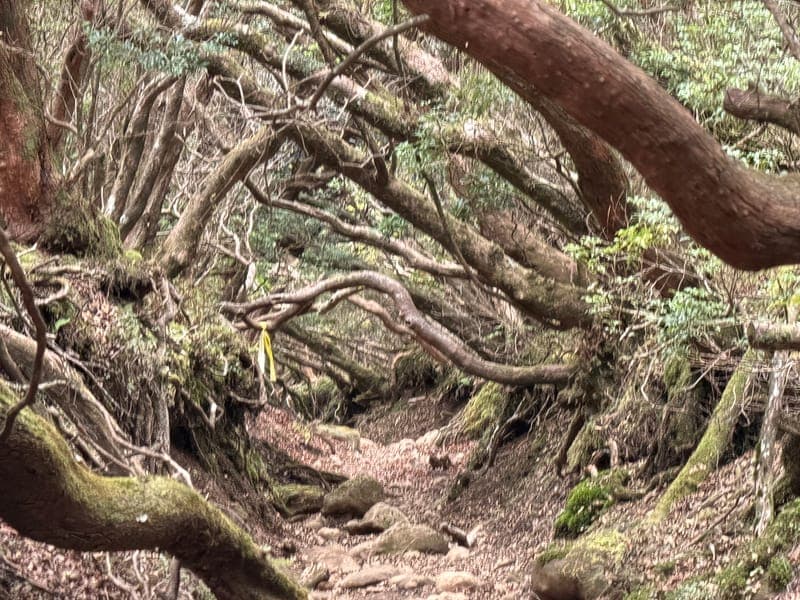 天城山（萬三郎岳）