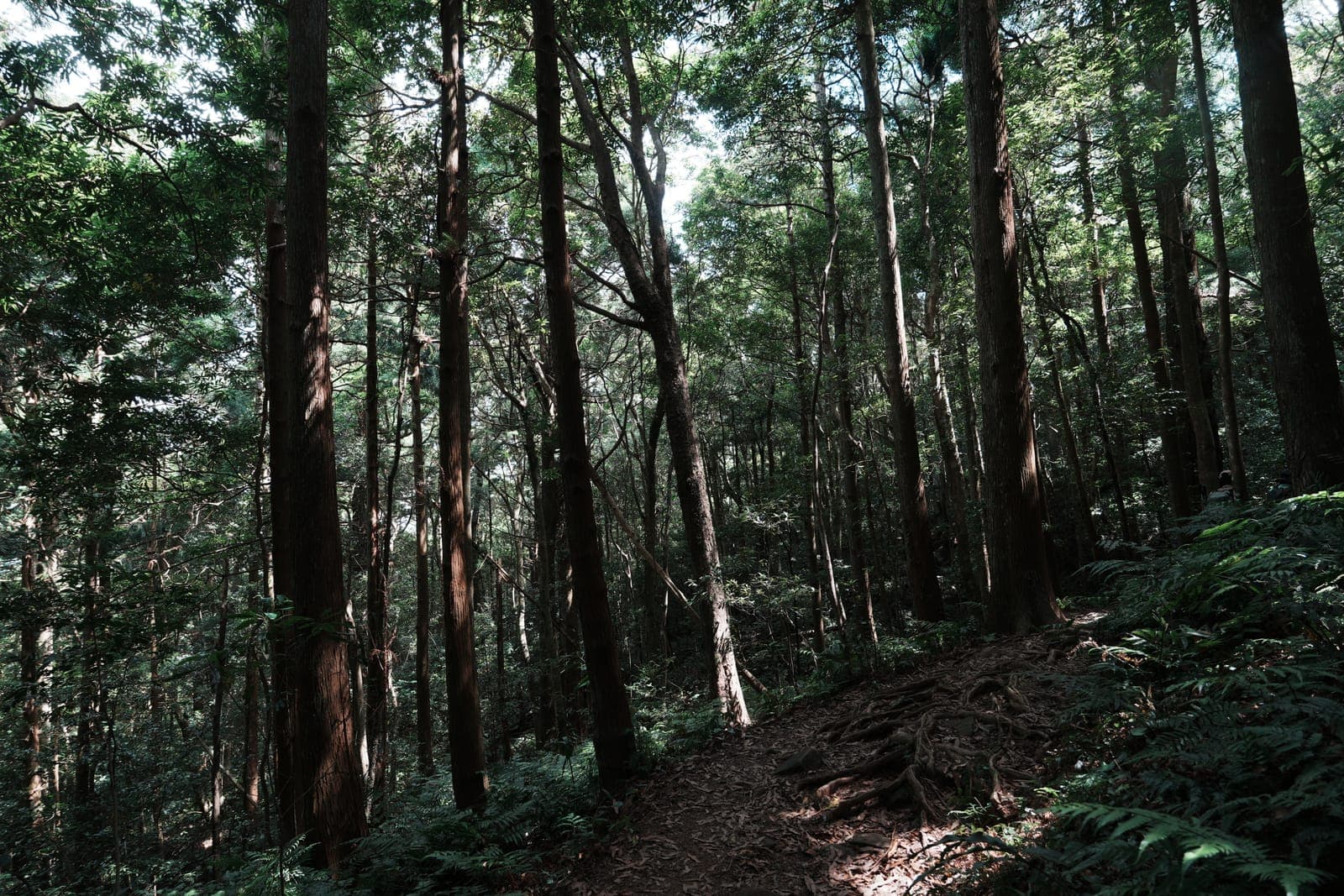 油羅山