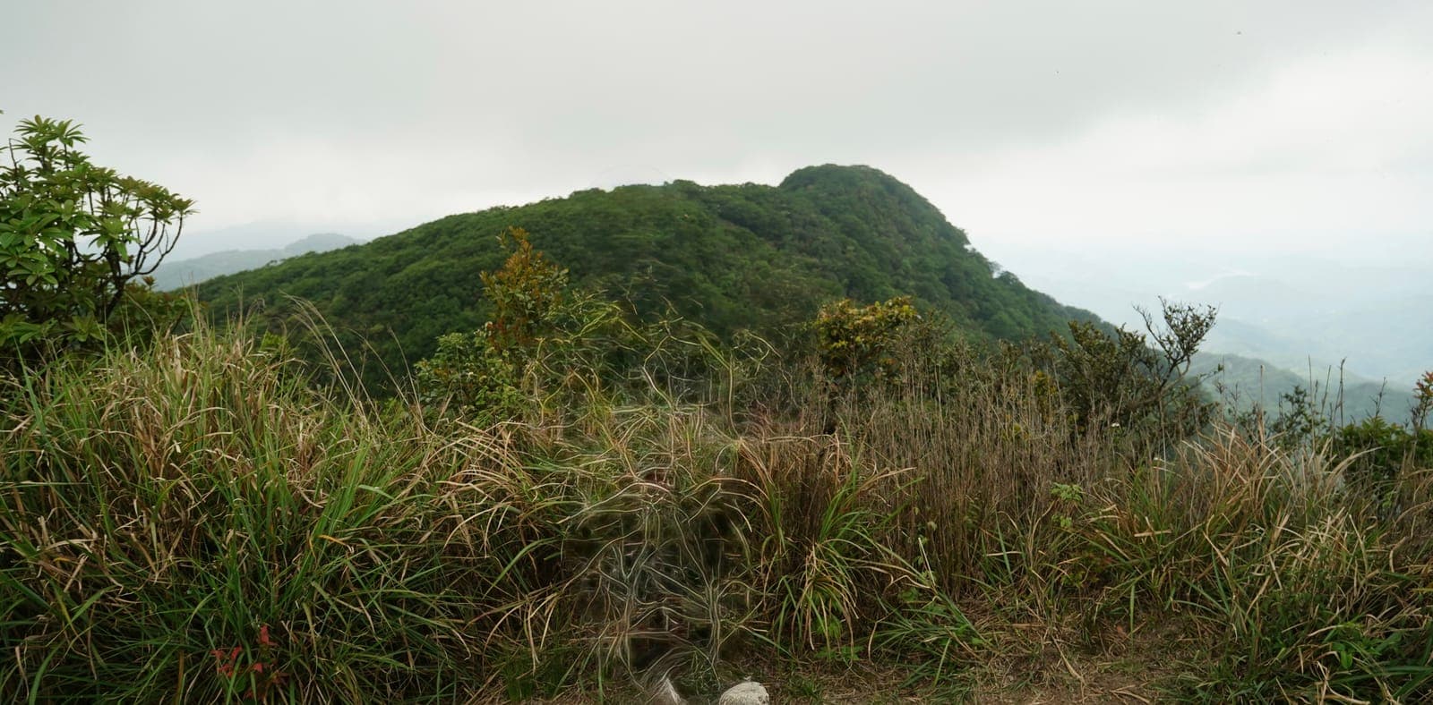 北插天山:台灣山毛櫸秘境